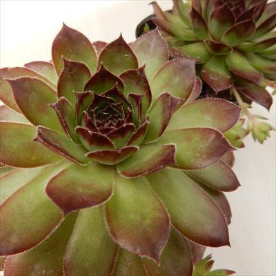 センペルビウム nao（ことりの） 日本花キ流通 多肉植物 okセンペルビウム ノワール 7.5cmポット