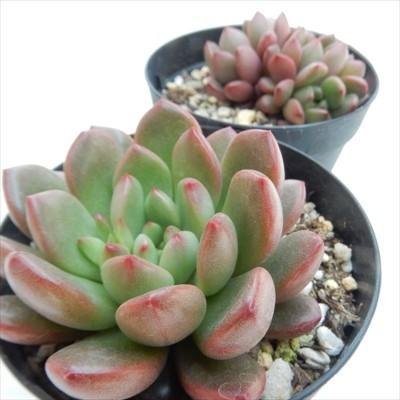 多肉植物 Skグラプトベリア ピンクルルビー 多肉植物 売れ筋 7 5cmポット フラワーネット日本花キ流通 通販 Yahoo ショッピング