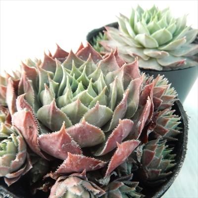 日本花キ流通 多肉植物 okセンペルビウム トリステ 7.5cmポット