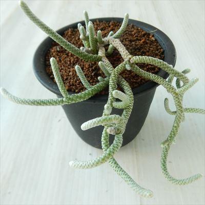 【ｓｓｓさん苗】クラウスxナウアラ（多肉植物） sssさん苗】クラウスxナウアラ（多肉植物） sssさん苗】クラウスx