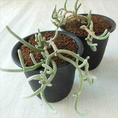 日本花キ流通 多肉植物 osアナカンプセロス ウスツラータ おもしろ多肉