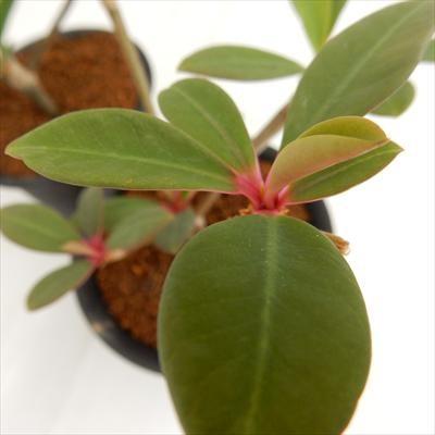 多肉植物 Osユーフォルビア ボンゴラベンシス おもしろ多肉植物 フラワーネット日本花キ流通 通販 Yahoo ショッピング