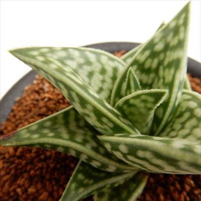 日本花キ流通 多肉植物 osアロエ 千代田錦 おもしろ多肉植物
