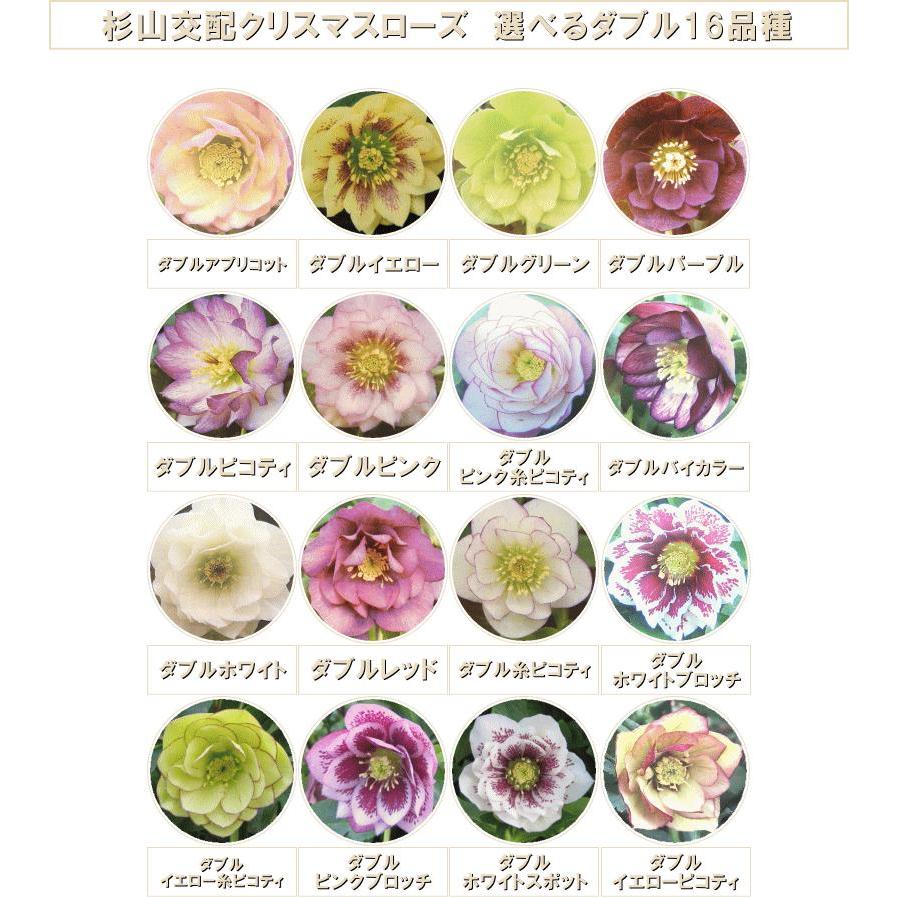 クリスマスローズ苗 選べるダブル16種類 杉光園芸 杉山交配 9cm クリスマスローズ苗 選べるダブル16種類 杉光園芸 杉山交配 9cm