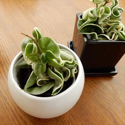 ホヤ カルノーサ コンパクタ バリエガータ 斑入り 観葉植物 9cmポット フラワーネット日本花キ流通 通販 Yahoo ショッピング