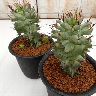 日本花キ流通 多肉植物 osユーフォルビア ホリダ モンスト おもしろ