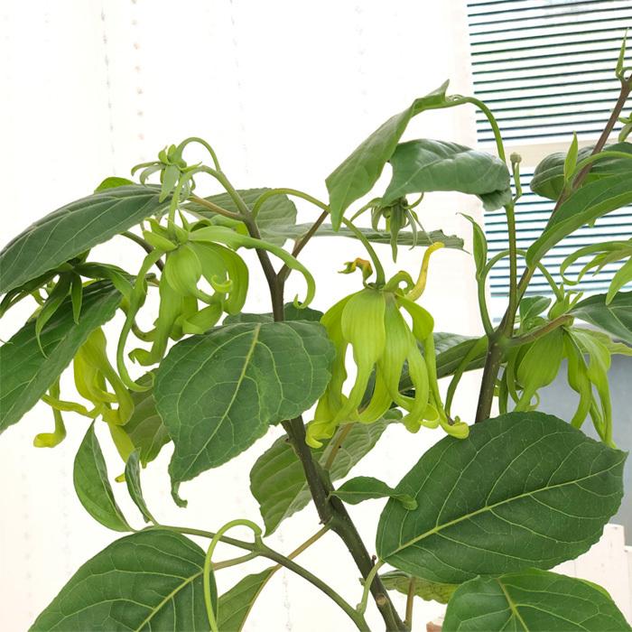 日本花キ流通 イランイラン 5号鉢 香水 フレグランス 熱帯植物 苗木