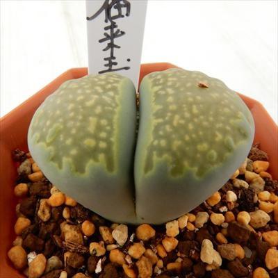 日本花キ流通 多肉植物 asリトープス 緑福来玉 多肉植物 リトープス