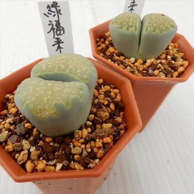 日本花キ流通 多肉植物 asリトープス 緑福来玉 多肉植物 リトープス