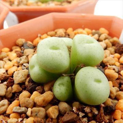 コノフィツム pageae PV1380ポットごと コノフィツム pageae PV1380