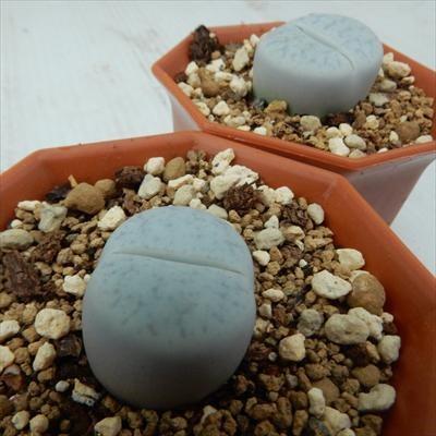 多肉植物 Asリトープス ボルキー 多肉植物 リトープス メセン 6cmポット フラワーネット日本花キ流通 通販 Yahoo ショッピング