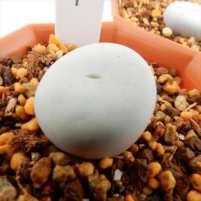 日本花キ流通 多肉植物 asリトープス ボルキー 多肉植物 リトープス