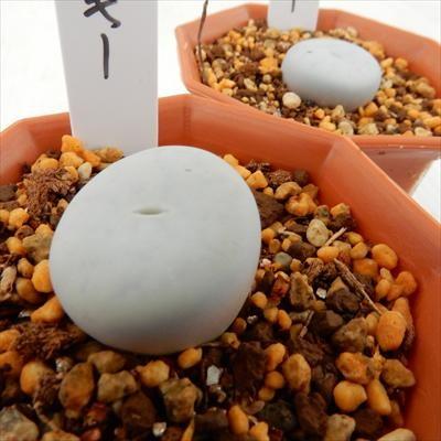 日本花キ流通 多肉植物 asリトープス ボルキー 多肉植物 リトープス
