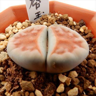 日本花キ流通 多肉植物 asリトープス 朱唇玉 6cmポット 日本花キ流通 多肉植物 asリトープス 朱唇玉 6cmポット