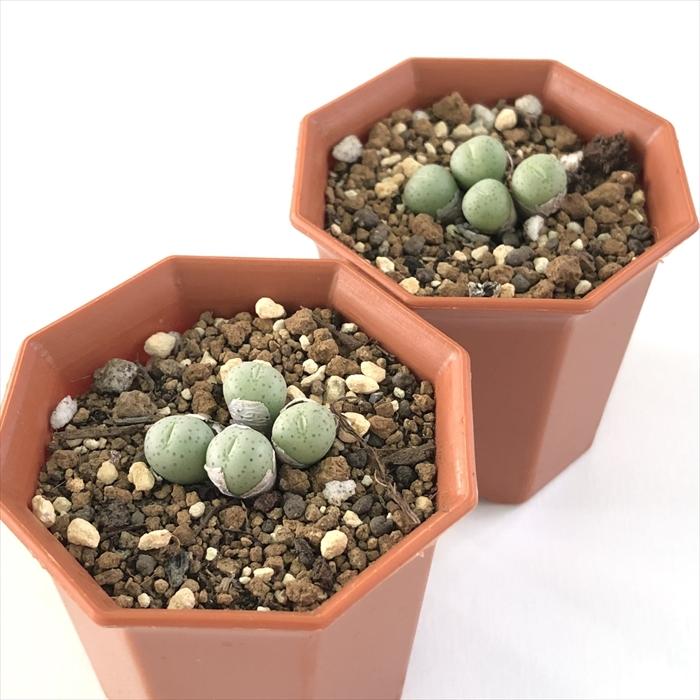 日本花キ流通 多肉植物 asコノフィツム 初音 6cmポット メセン