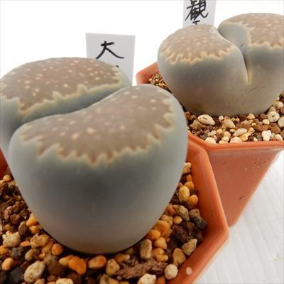 日本花キ流通 多肉植物 asリトープス 大観玉 多肉植物 6cmポット