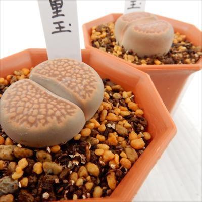 日本花キ流通 多肉植物 asリトープス 巴里玉 多肉植物 リトープス