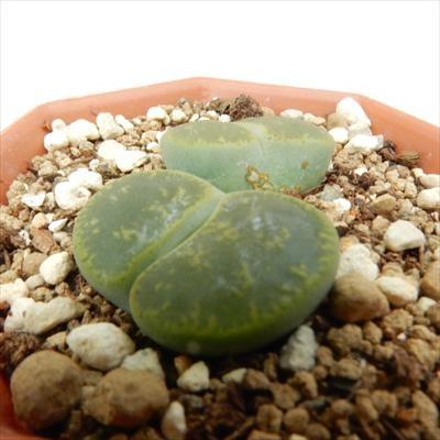 日本花キ流通 多肉植物 asリトープス アルビニカ 多肉植物 リトープス