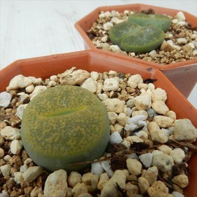日本花キ流通 多肉植物 asリトープス アルビニカ 多肉植物 リトープス