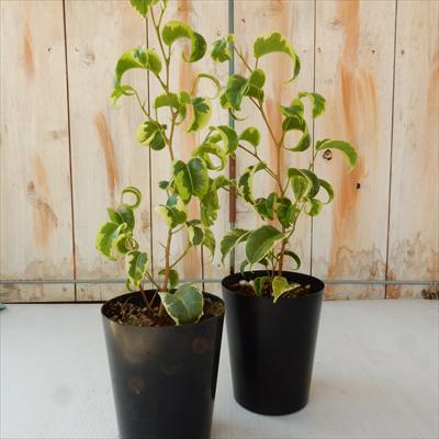 日本花キ流通 観葉植物 フィカス ベンジャミン シタシオン 斑入り 10.5