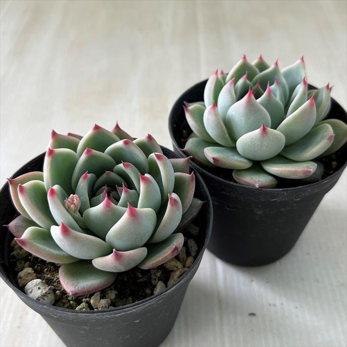 日本花キ流通 多肉植物 skエケベリア 桃太郎 エケベリア 7.5cm 日本花キ流通 多肉植物 skエケベリア 桃太郎 エケベリア 7.5cm