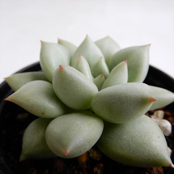 日本花キ流通 多肉植物 hmエケベリア アイボリー 多肉植物 エケベリア