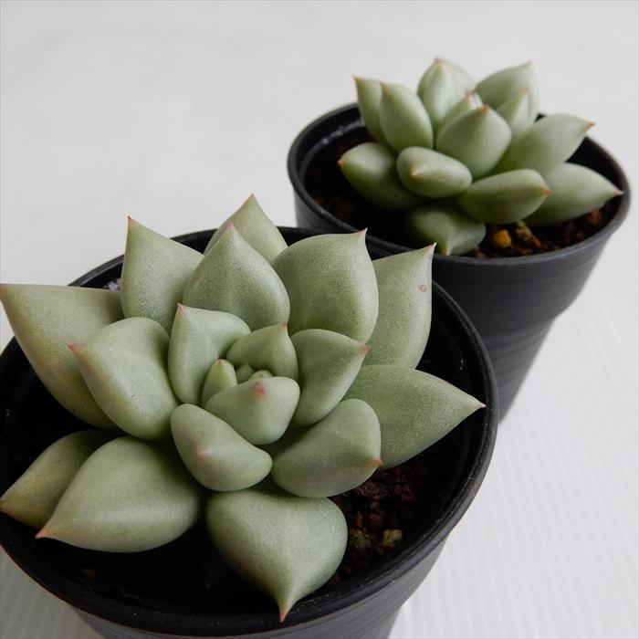 日本花キ流通 多肉植物 hmエケベリア アイボリー 多肉植物 エケベリア