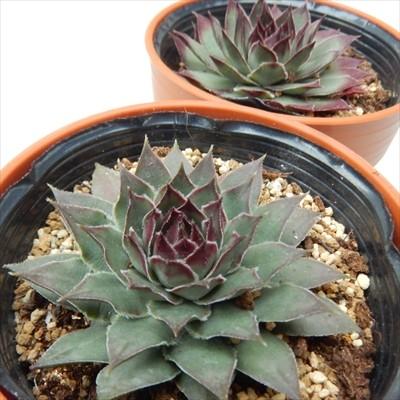 多肉植物 oriセンペルビウム ダークビューティー 6cmポット : フラワー