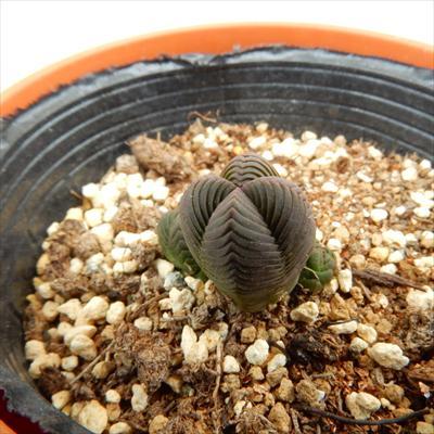 ダルマ緑塔　抜き苗 日本花キ流通 多肉植物 hmクラッスラ ダルマ緑塔 だるま緑塔