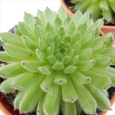 多肉植物 oriセンペルビウム ピットニー 6cmポット : フラワーネット