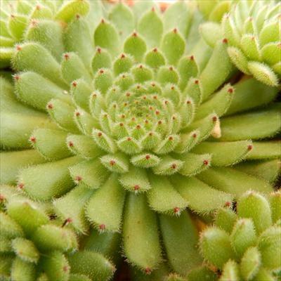 多肉植物 oriセンペルビウム ピットニー 6cmポット : フラワーネット