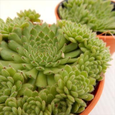 多肉植物 oriセンペルビウム ピットニー 6cmポット : フラワーネット