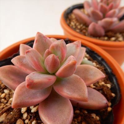 日本花キ流通 多肉植物 hmグラプトペタルム ピーチ姫(ブロンズ 日本花キ流通 多肉植物 hmグラプトペタルム ピーチ姫(ブロンズ