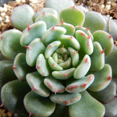 多肉植物 Hmエケベリア ミニマ 多肉植物 エケベリア 6cmポット フラワーネット日本花キ流通 通販 Yahoo ショッピング