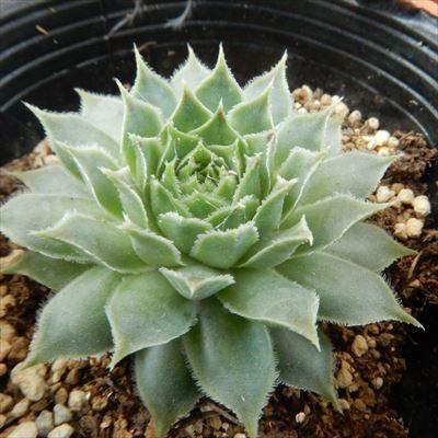 多肉植物 oriセンペルビウム メテニアナム メニーニアナム 6cm 多肉植物 oriセンペルビウム メテニアナム メニーニアナム 6cm