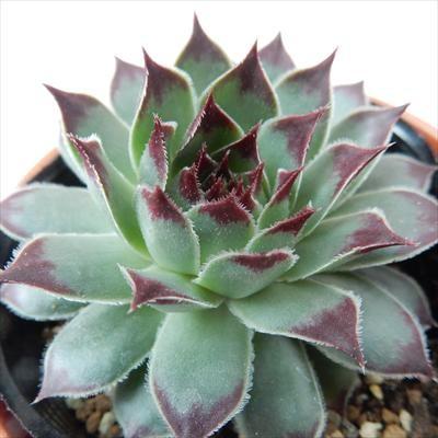 多肉植物 oriセンペルビウム メテニアナム メニーニアナム 6cmポット