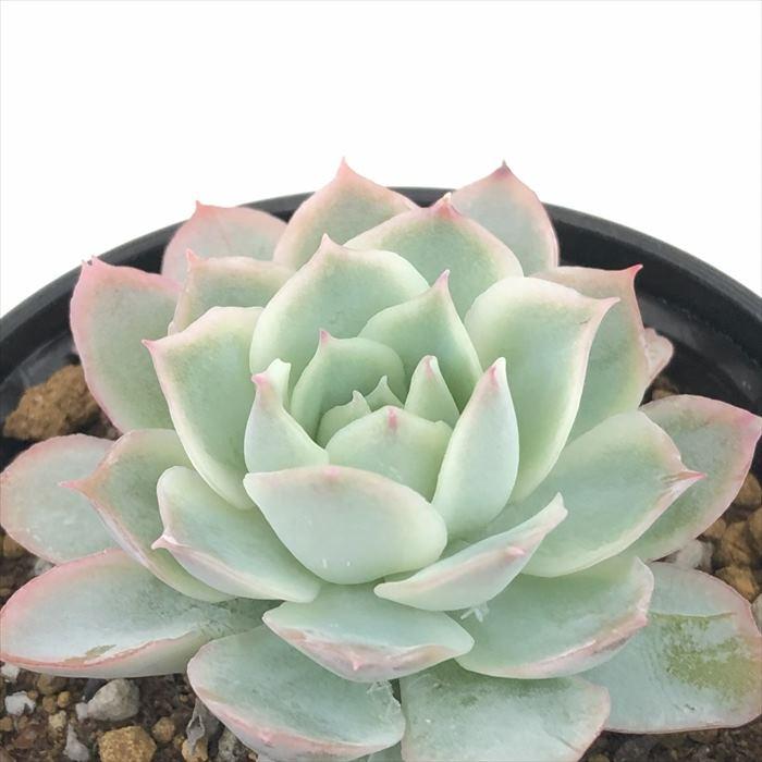 日本花キ流通 多肉植物 hmエケベリア ファラックス静月 多肉植物 