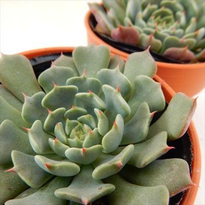 多肉植物 oriエケベリア 美尼王妃晃 ミニオウヒコウ エケベリア 6cm