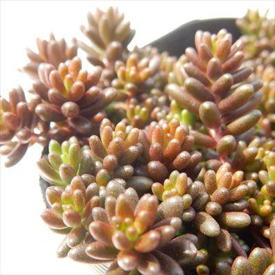 日本花キ流通 多肉植物 seセダム アルブム ヒレブランティ 多肉植物
