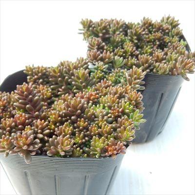 日本花キ流通 多肉植物 seセダム アルブム ヒレブランティ 多肉植物