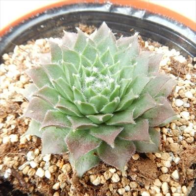 専用❗️多肉植物 多肉植物 センペルビウム ココナッツクリスタル 2.5寸苗 S6020