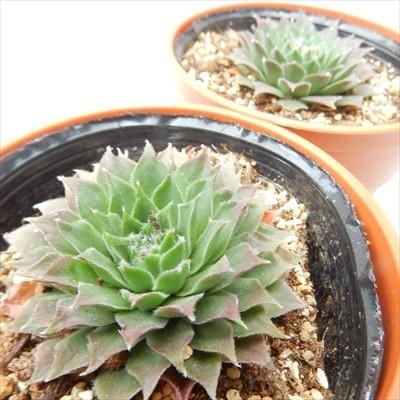 【速達】くり❤️　センペルビウム　高嶺の花　他 多肉植物 oriセンペルビウム 高嶺の花 6cmポット : フラワーネット日本