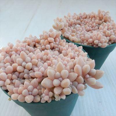 多肉植物 Seグラプトペタルム ばらまきヒメシュウレイ 姫秋麗 姫秀麗 多肉植物 フラワーネット日本花キ流通 通販 Yahoo ショッピング
