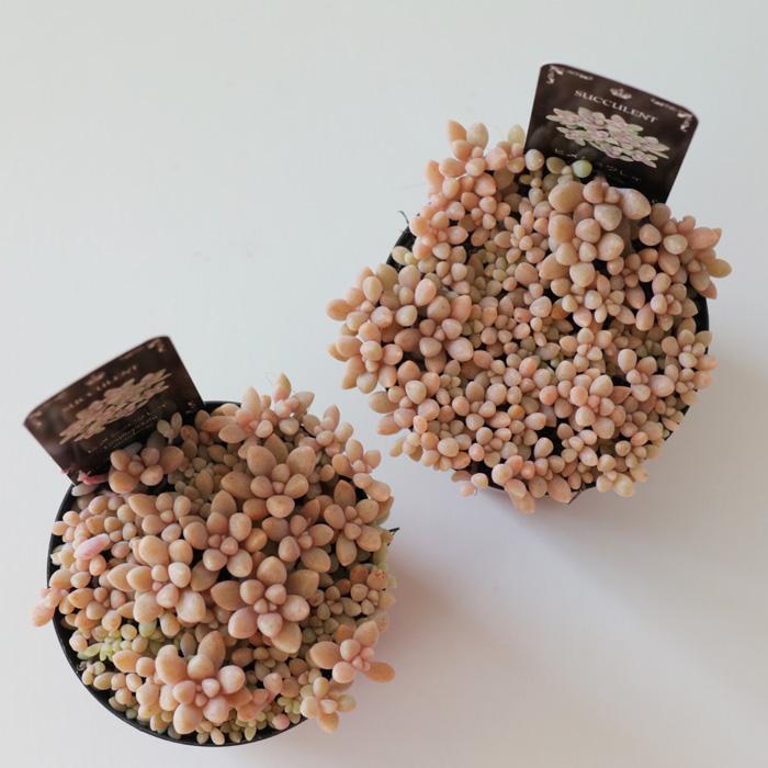 多肉植物 seグラプトペタルム ばらまきヒメシュウレイ 姫秋麗 姫 多肉植物 seグラプトペタルム ばらまきヒメシュウレイ 姫秋麗 姫