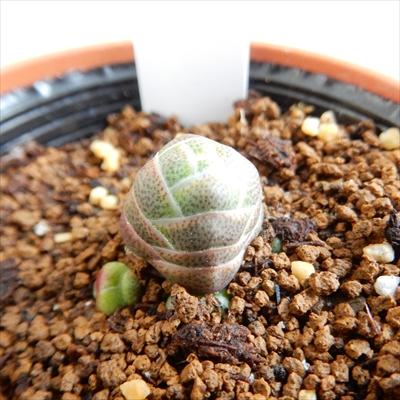 日本花キ流通 多肉植物 hmクラッスラ 玉椿 多肉植物 クラッスラ 6cm 