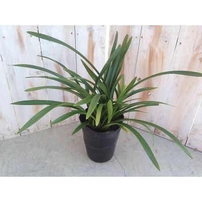 日本花キ流通 キンリョウヘン 金稜辺 日本ミツバチを集めるお花 花芽