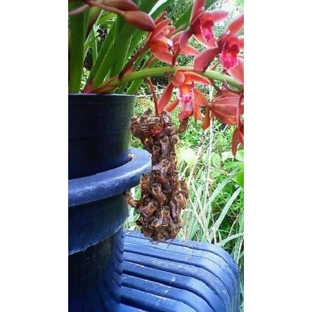 日本花キ流通 キンリョウヘン 金稜辺 日本ミツバチを集めるお花 花芽