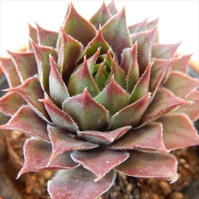 多肉植物 oriセンペルビウム セロン 6cmポット : フラワーネット日本花