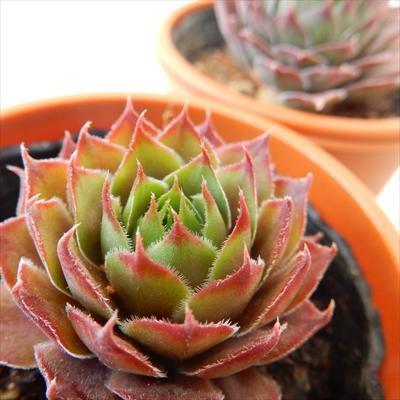 多肉植物 oriセンペルビウム セロン 6cmポット : フラワーネット日本花