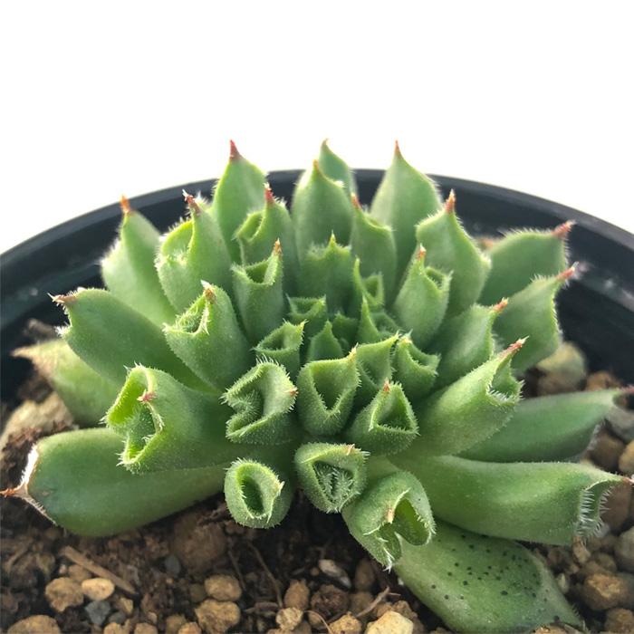 多肉植物 Hmセンペルビウム 百恵 多肉植物 センペルビウム 6cmポット フラワーネット日本花キ流通 通販 Yahoo ショッピング